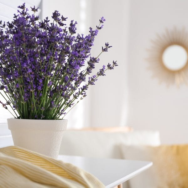 Le lavandin, un désinfectant naturel pour assainir votre intérieur 2 Lavande bio desinfectant 2