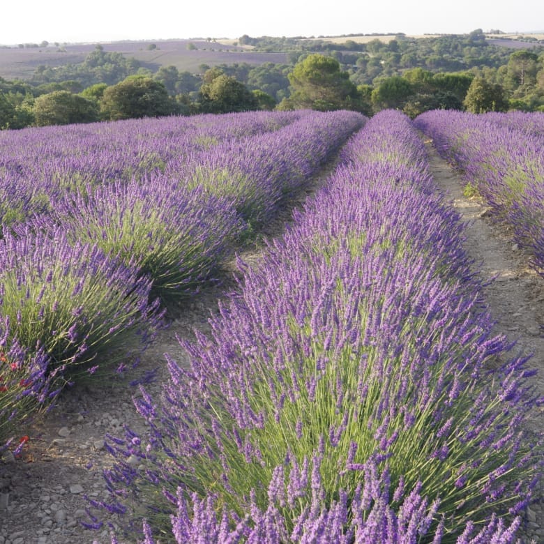 Lavender infusion: the secret of a peaceful night's sleep 1 lavande 2023