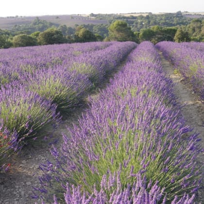 nl-lavande-1