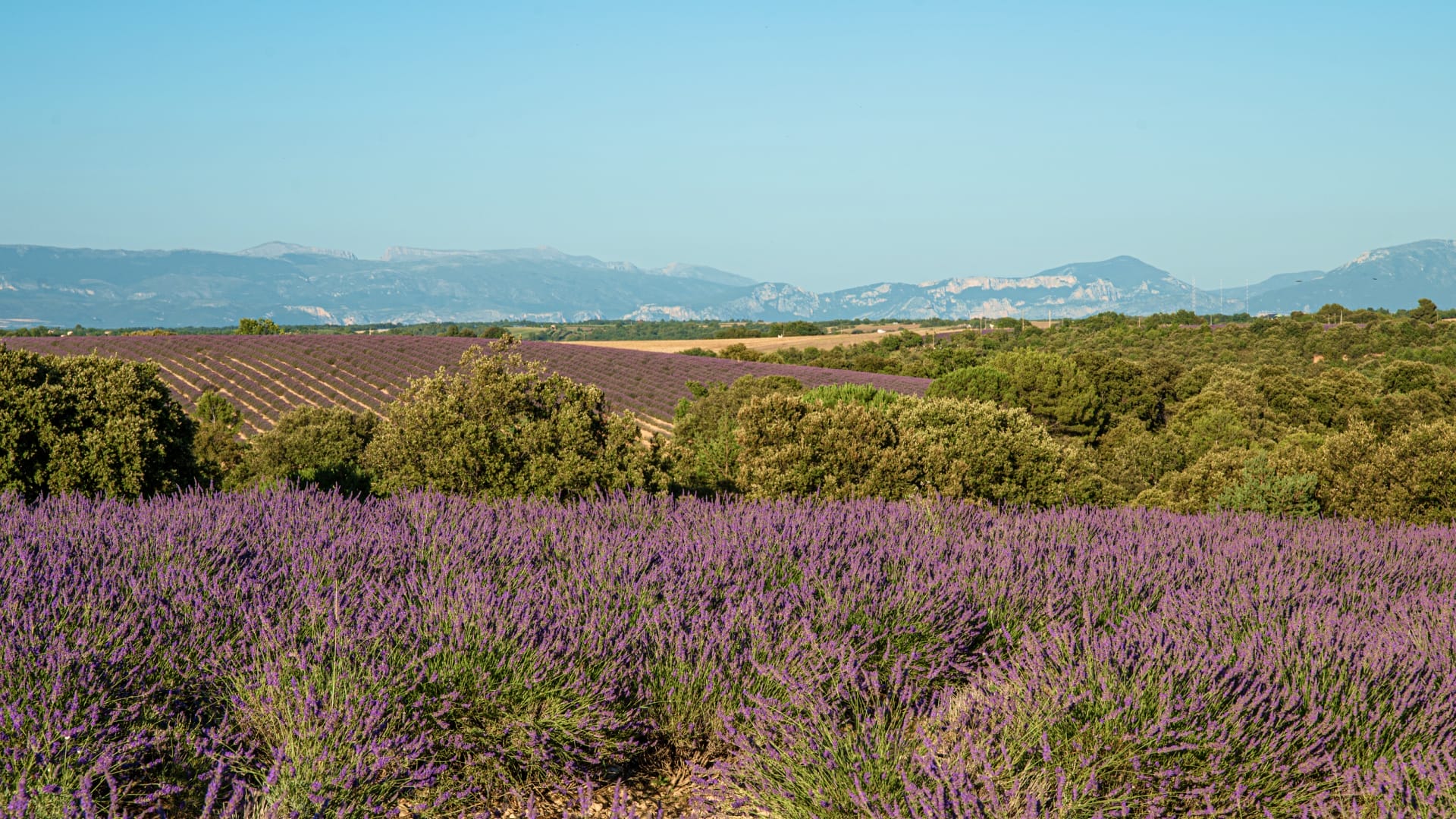 le plateau de valensole