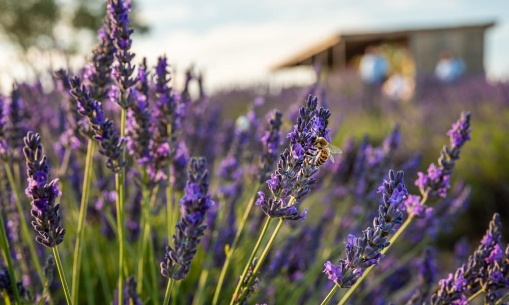 savoir faire lavande bio lavande