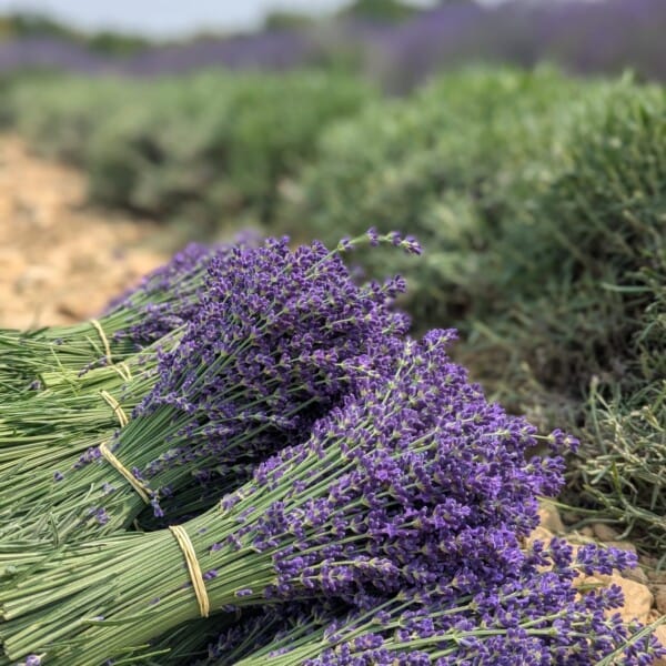 Bouquet de lavande super bleu séchée