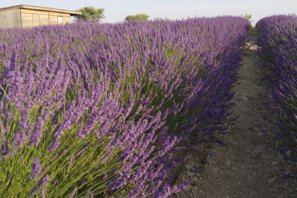 La lavande