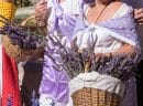 valensole feast of lavender provence france