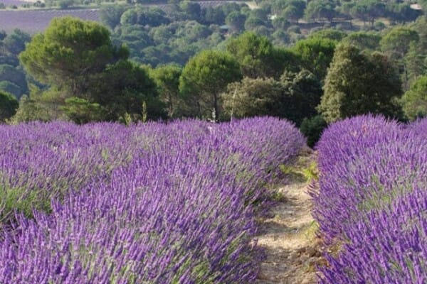 lavande-bio-plateau_valensole